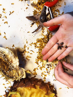 755944957559215549142732553926