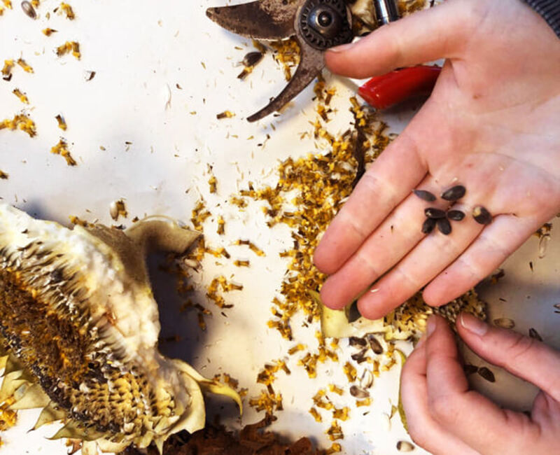 755944957559215549142732553926